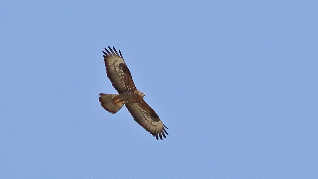 European Honey Buzzard