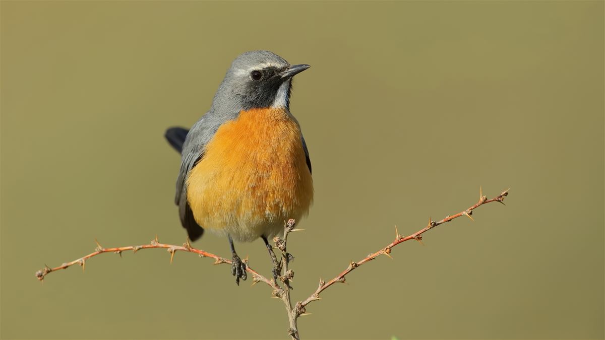 White-throated Robin