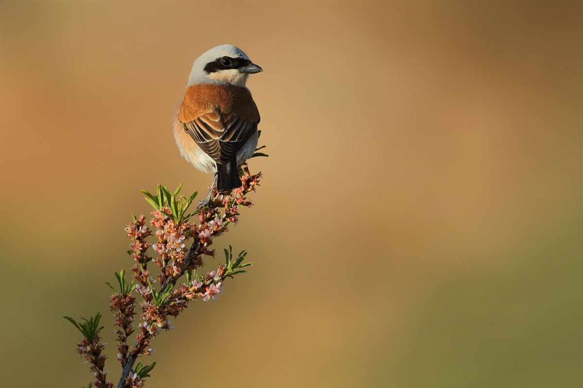 Red-backed Shrike