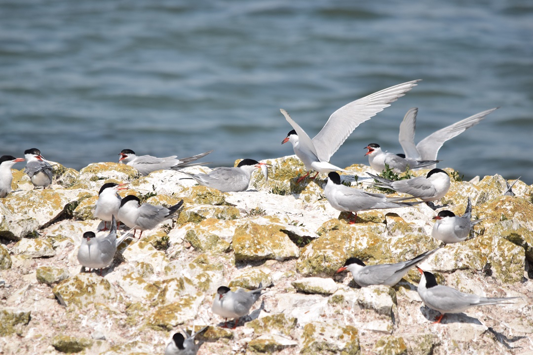 Common Tern
