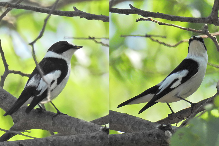 Collared Flycatcher