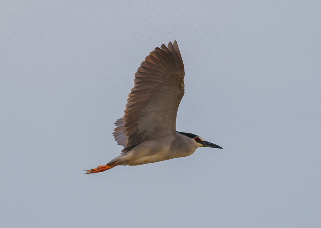 Black-crowned Night Heron