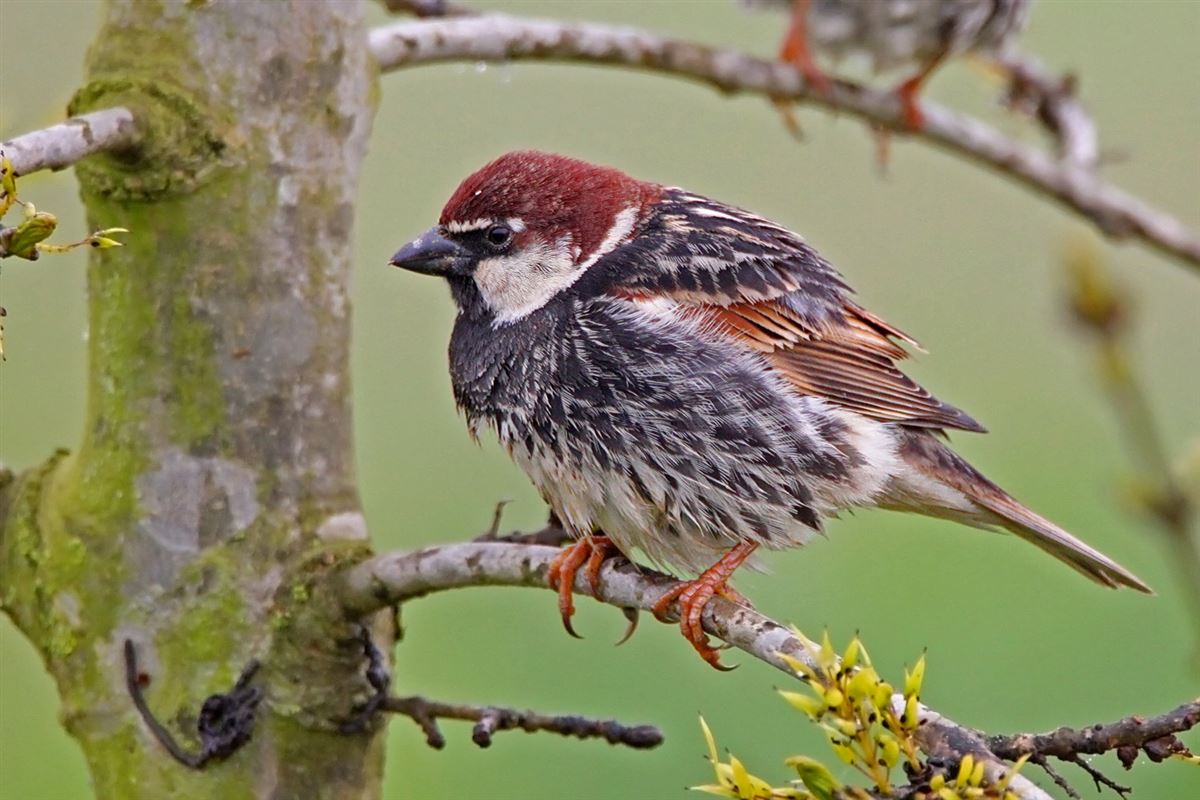 Spanish Sparrow
