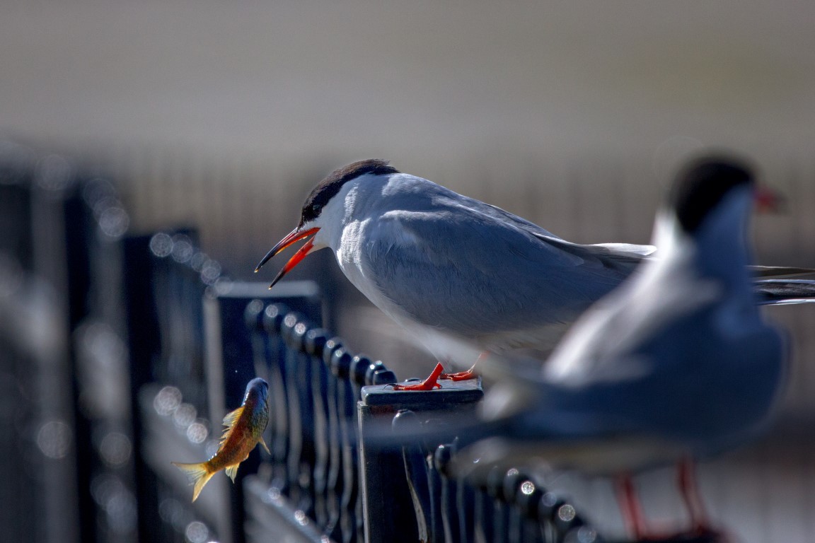 Common Tern