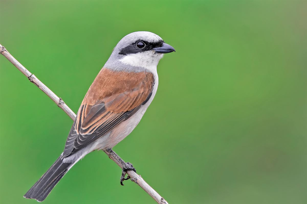 Red-backed Shrike