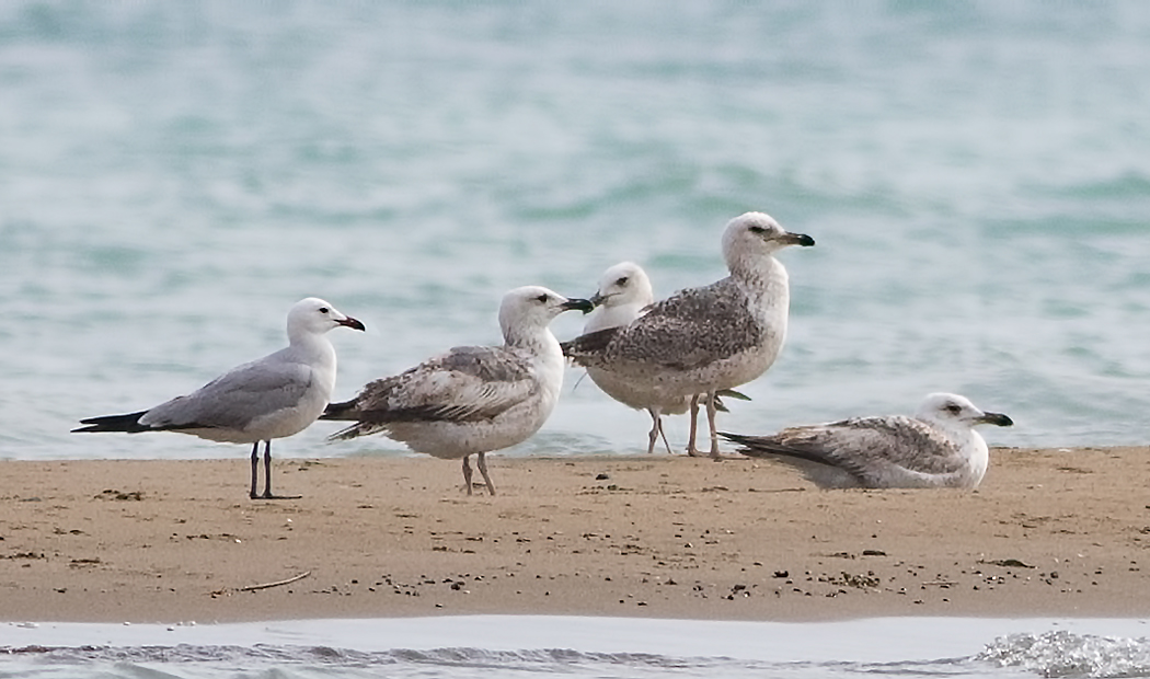 Audouin`s Gull