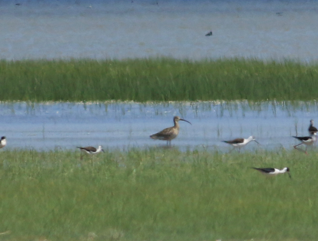Eurasian Curlew