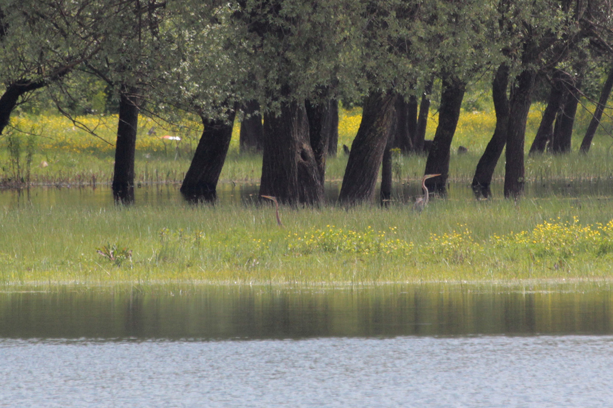 Purple Heron