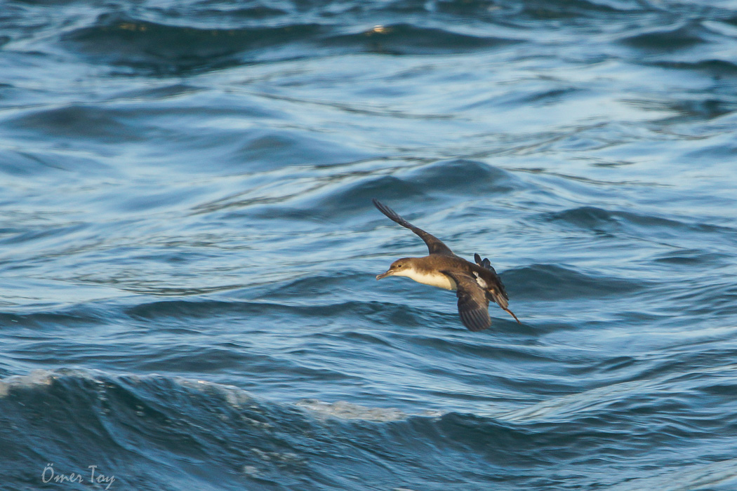Yelkouan Shearwater