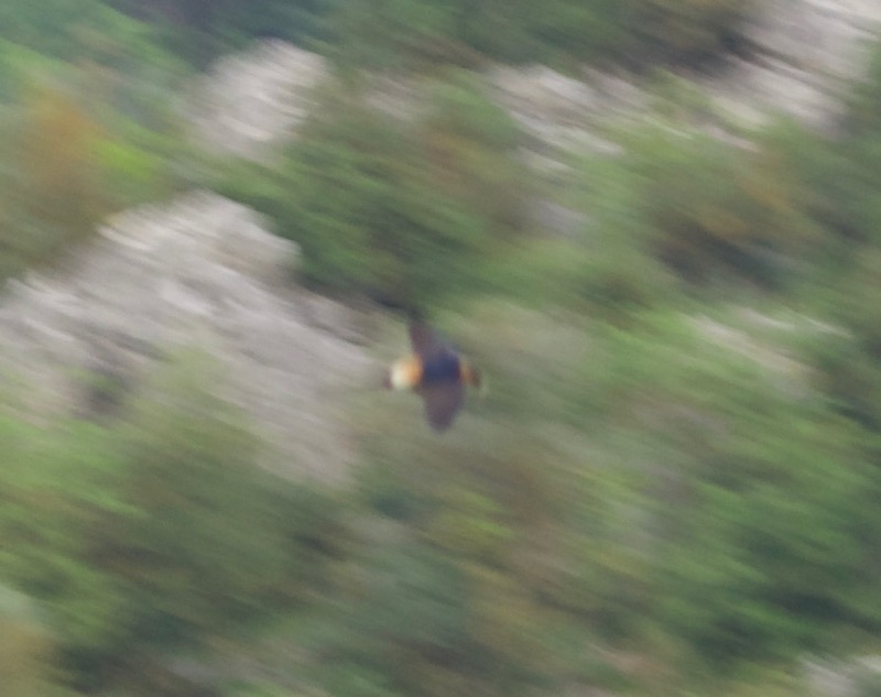 European Red-rumped Swallow