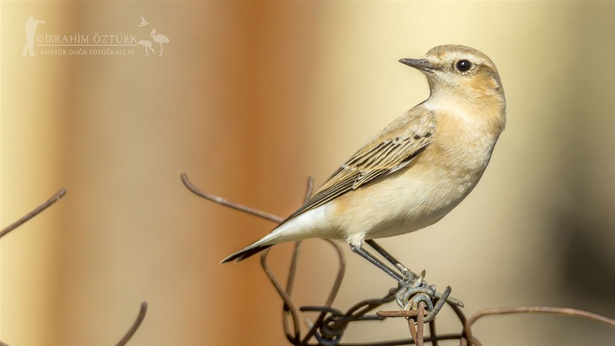Northern Wheatear