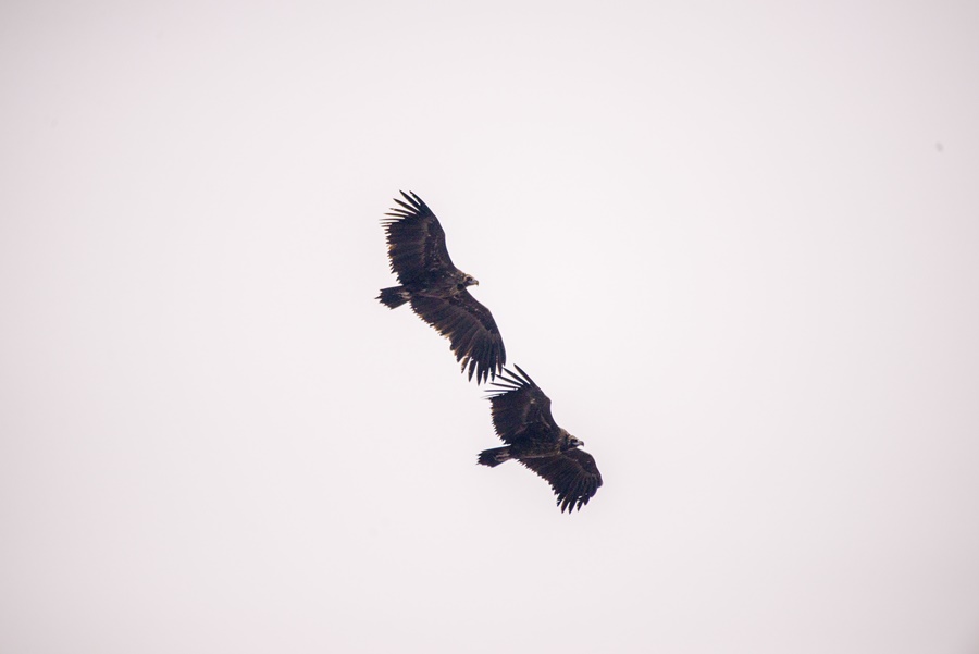 Cinereous Vulture