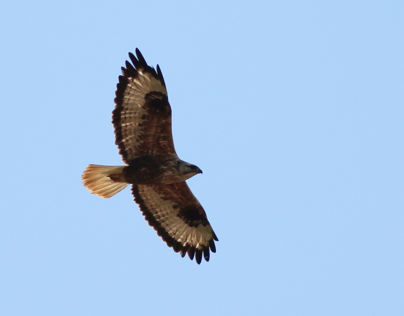 Long-legged Buzzard