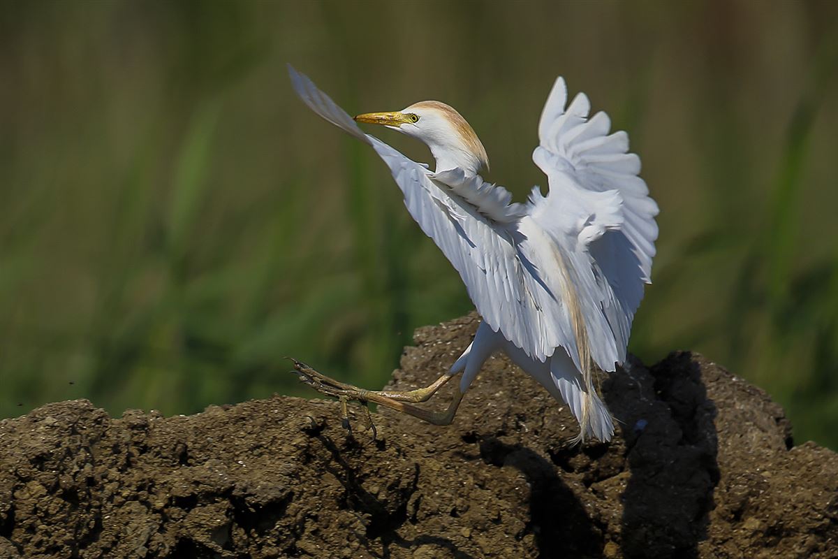 Western Cattle Egret