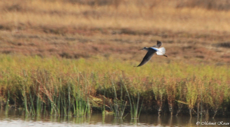 Marsh Sandpiper
