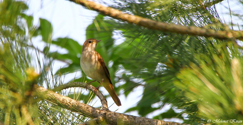 Common Nightingale