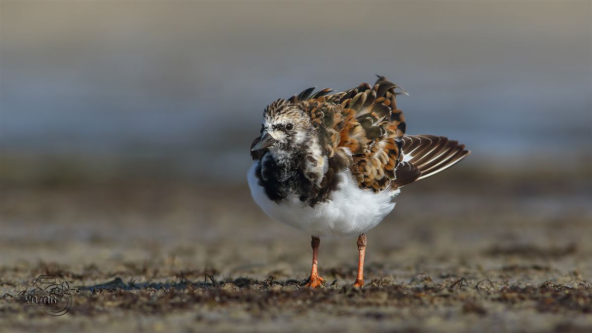 Ruddy Turnstone