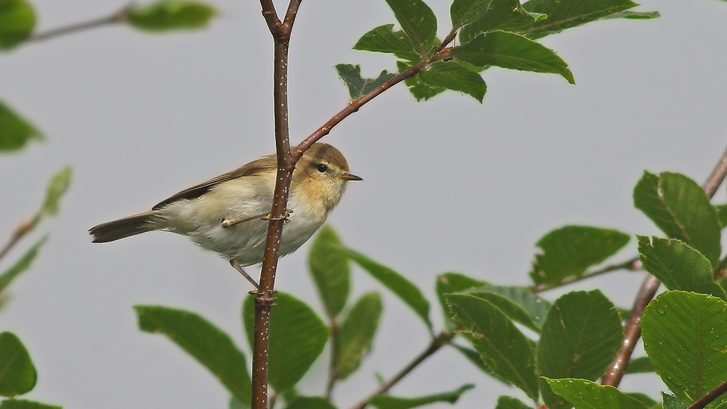 Mountain Chiffchaff