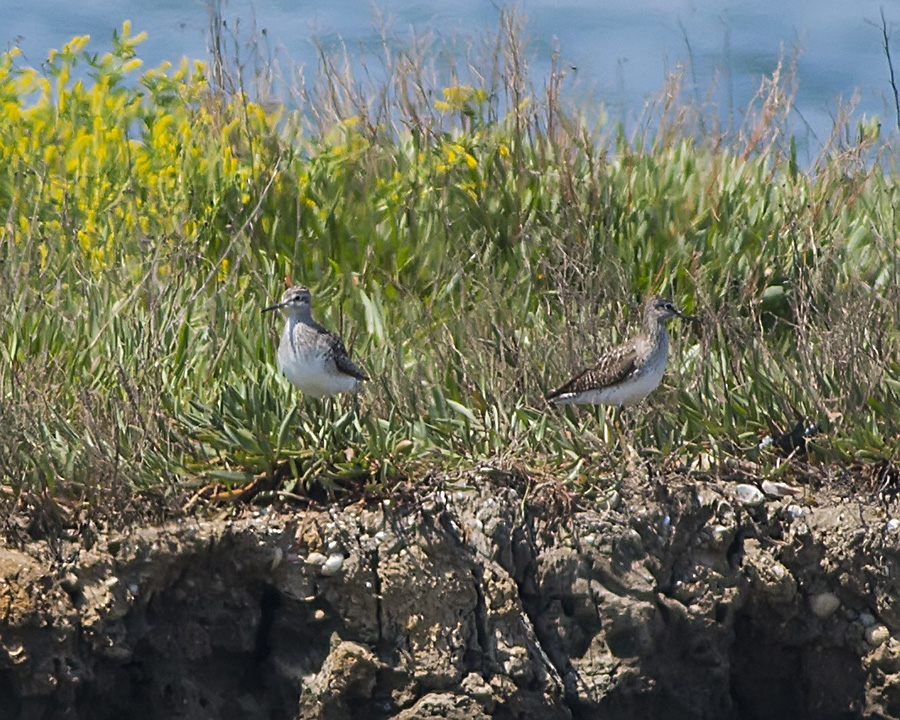 Wood Sandpiper