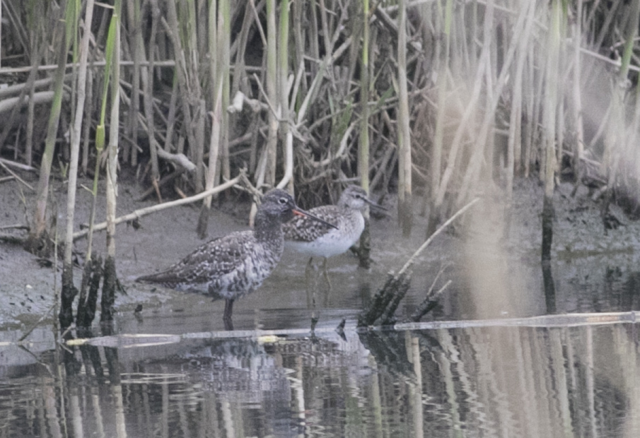 Spotted Redshank