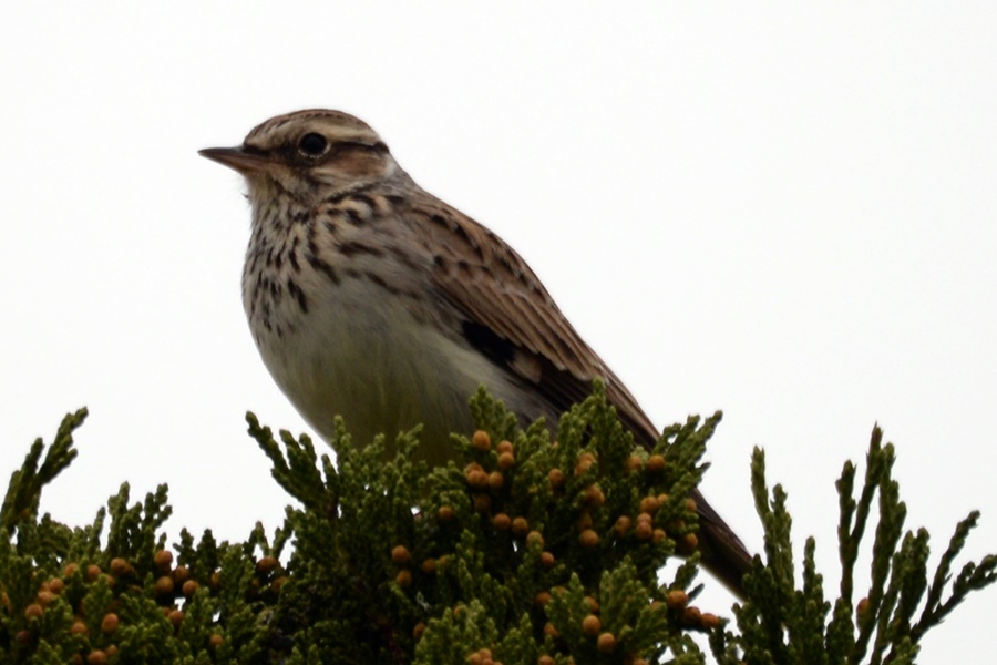 Woodlark