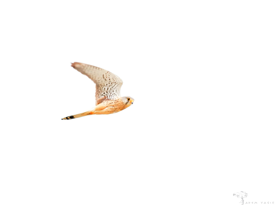 Common Kestrel