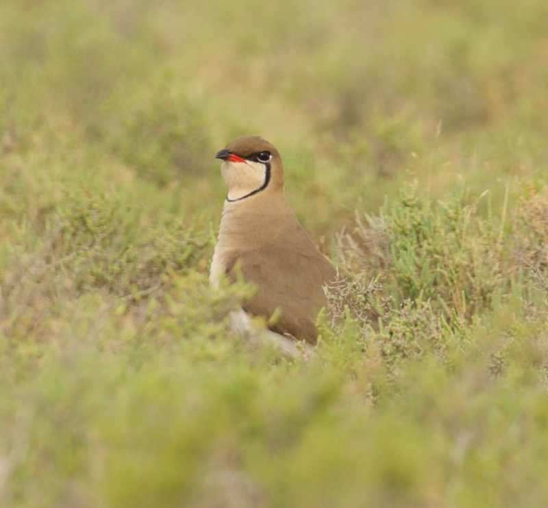 Collared Pratincole