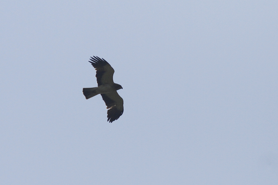 Booted Eagle