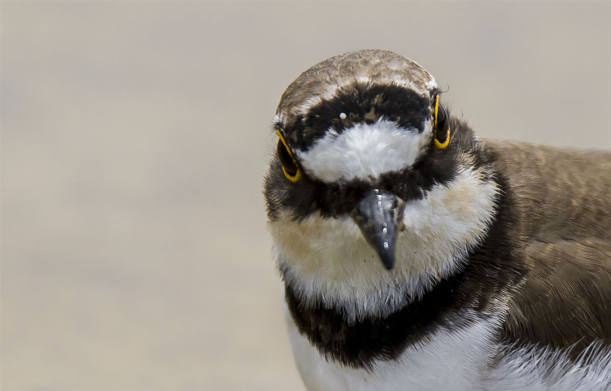 Little Ringed Plover