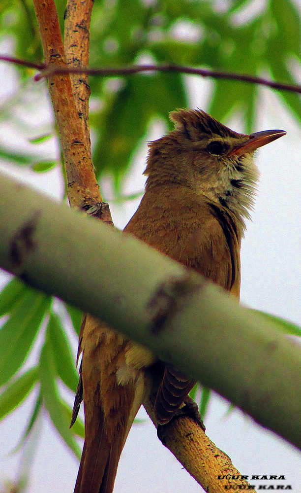 Great Reed Warbler