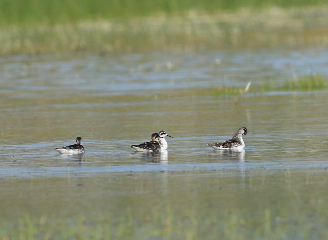 Red-necked Phalarope