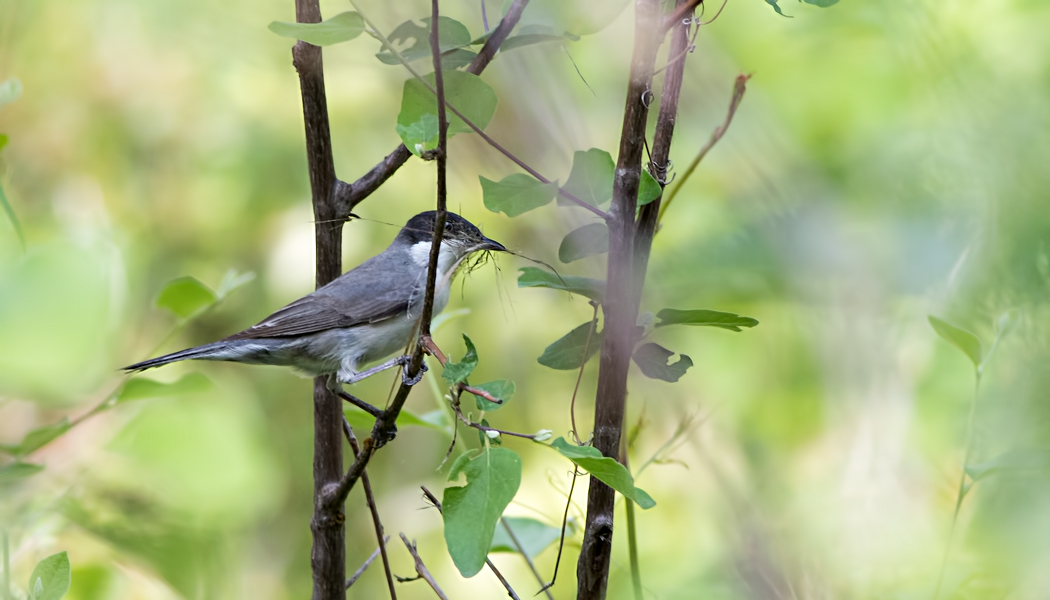 Eastern Orphean Warbler
