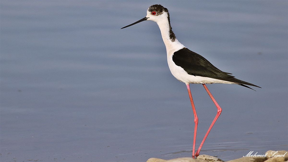 Black-winged Stilt