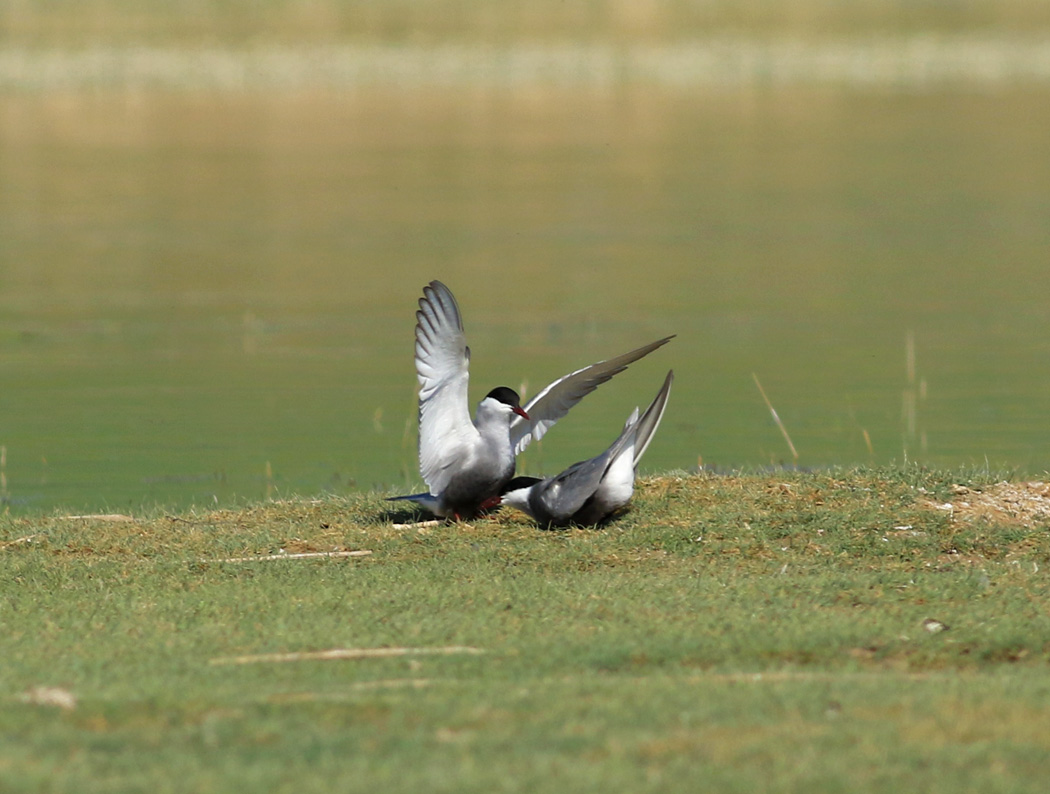 Whiskered Tern