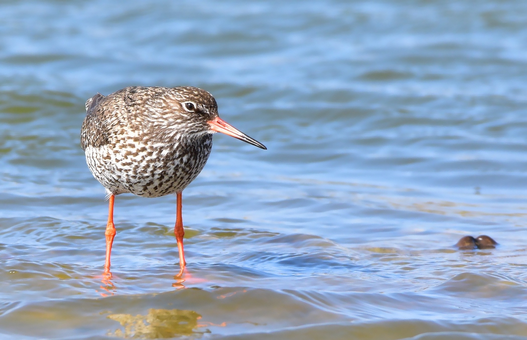 Common Redshank