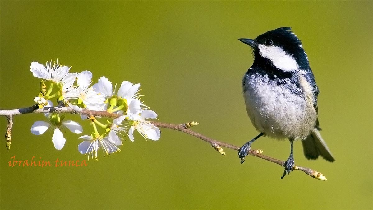 Coal Tit