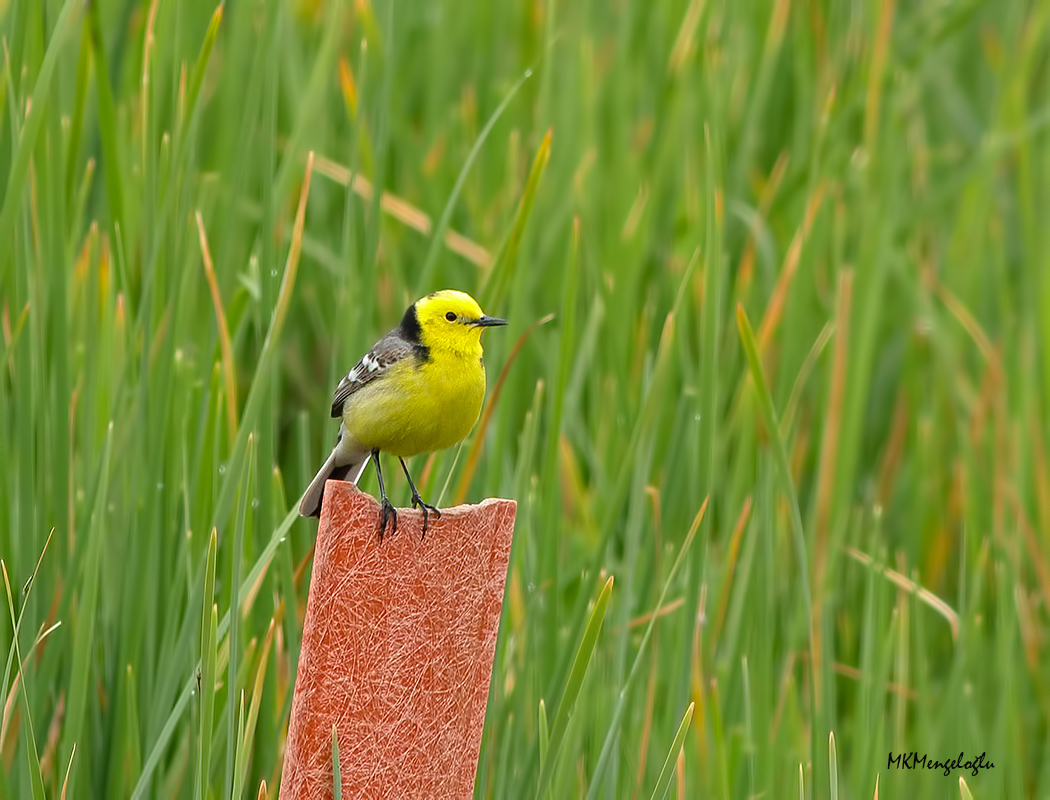 Citrine Wagtail