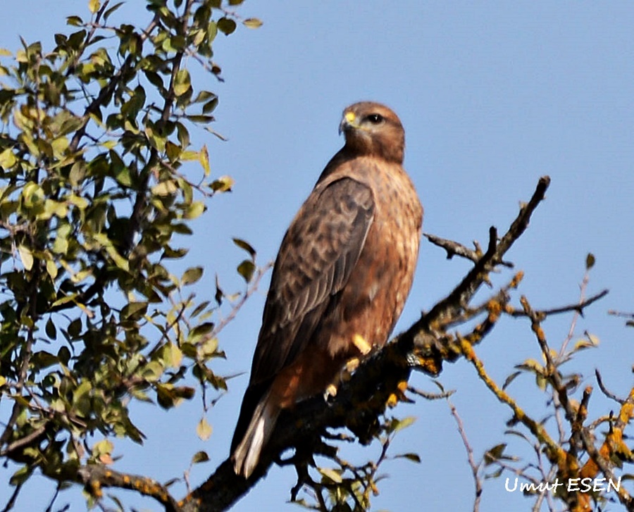 Long-legged Buzzard