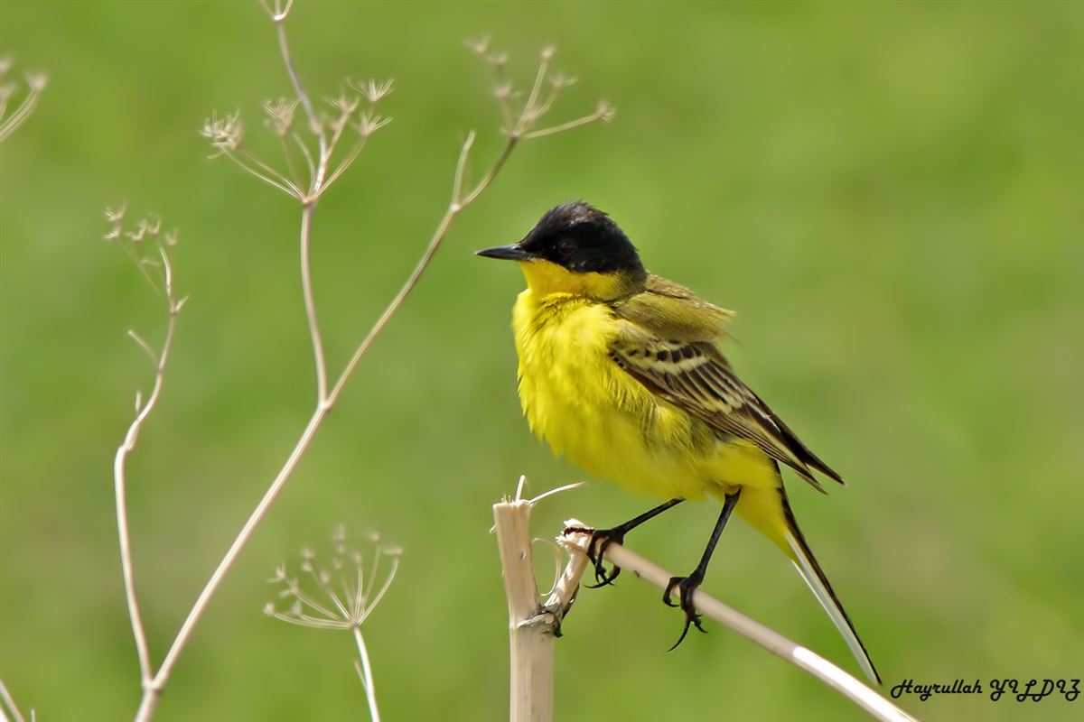 Western Yellow Wagtail