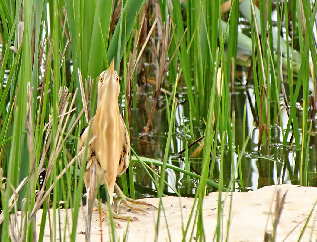 Little Bittern