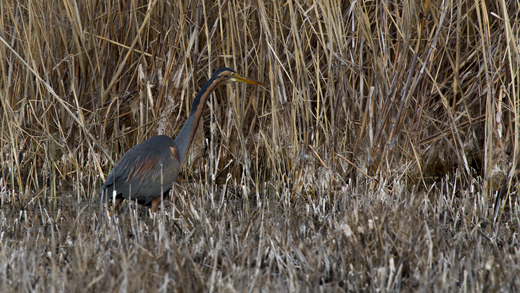 Purple Heron