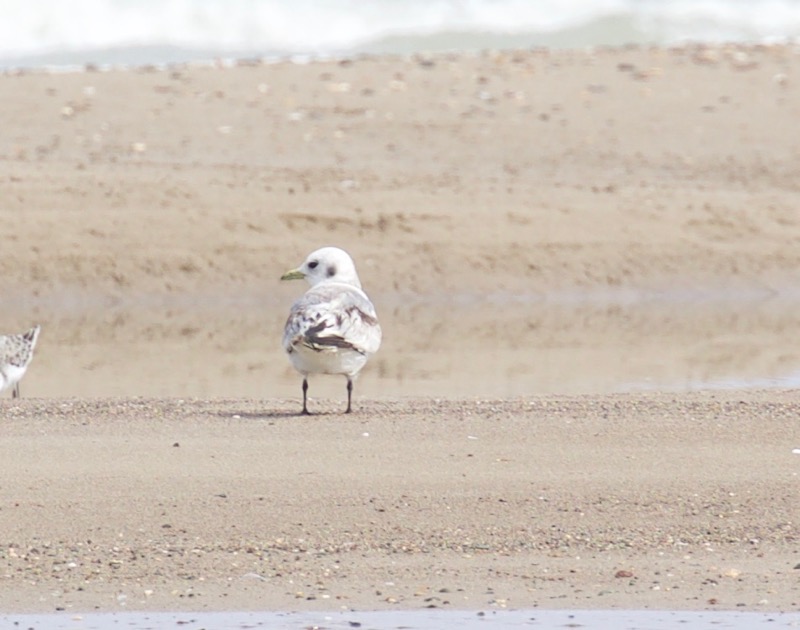 Black-legged Kittiwake