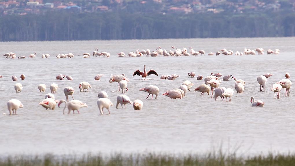 Lesser Flamingo