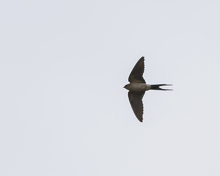 European Red-rumped Swallow