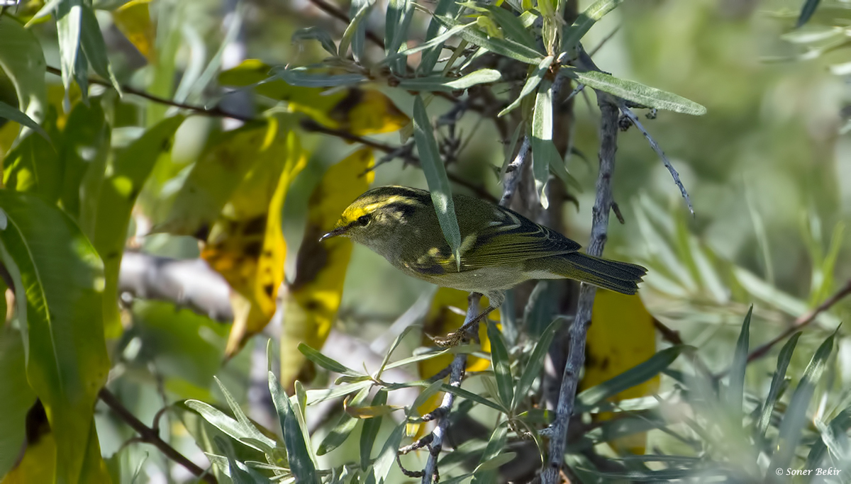 Pallas`s Leaf Warbler