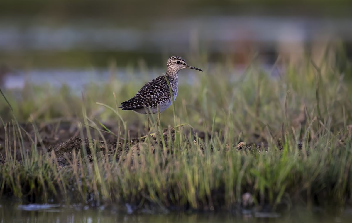 Wood Sandpiper