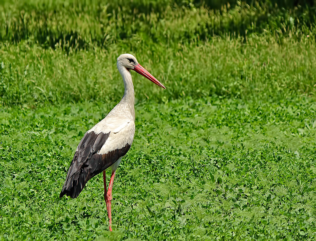 White Stork