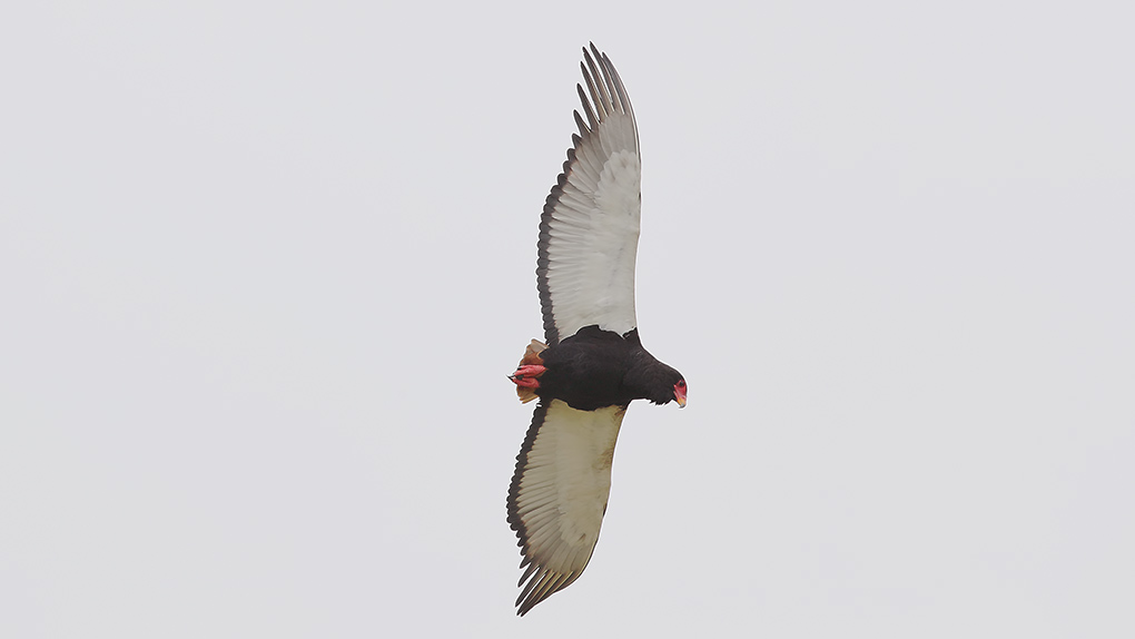 Bateleur