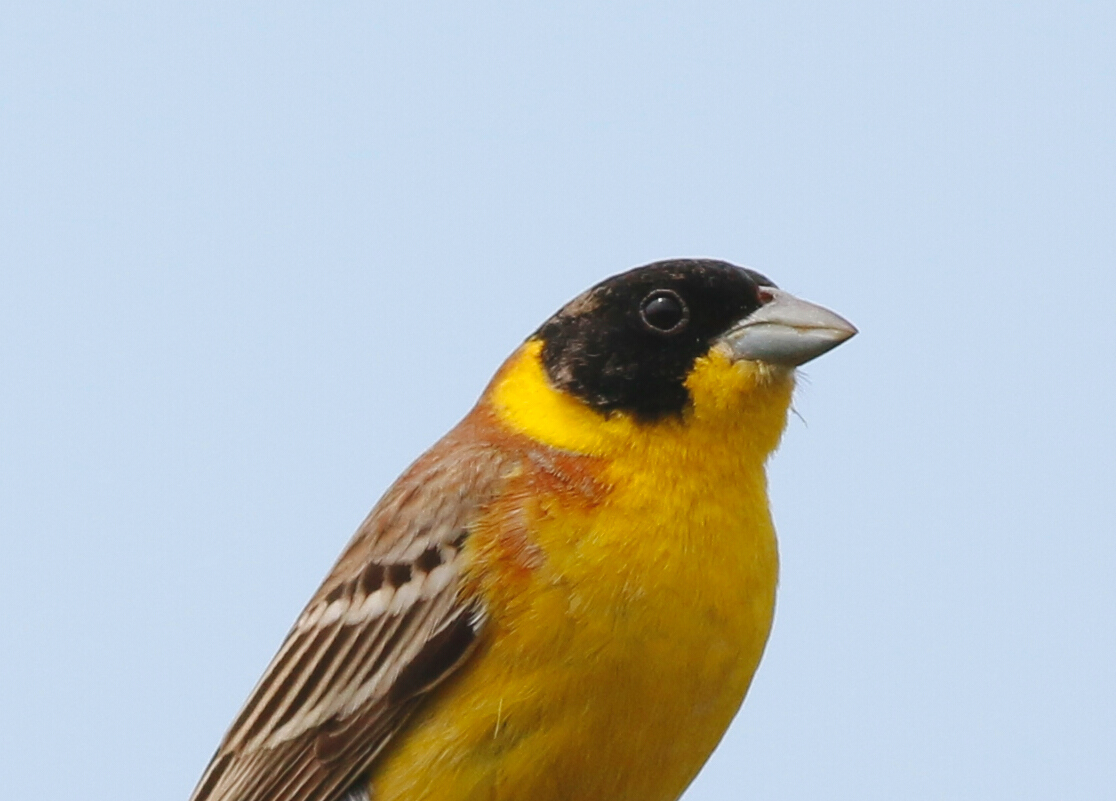 Black-headed Bunting