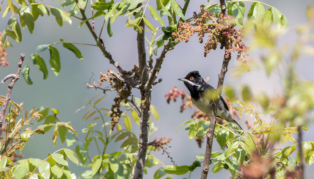 Rüppell`s Warbler